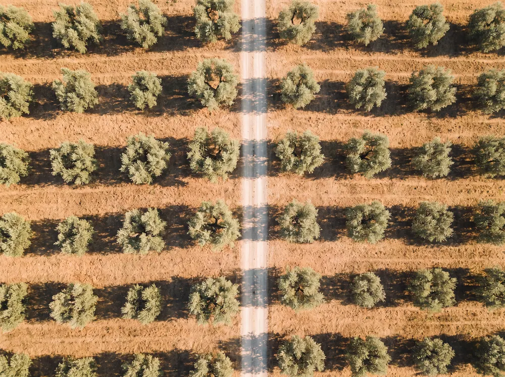 Rows of olive trees seen from above, tracks running between them