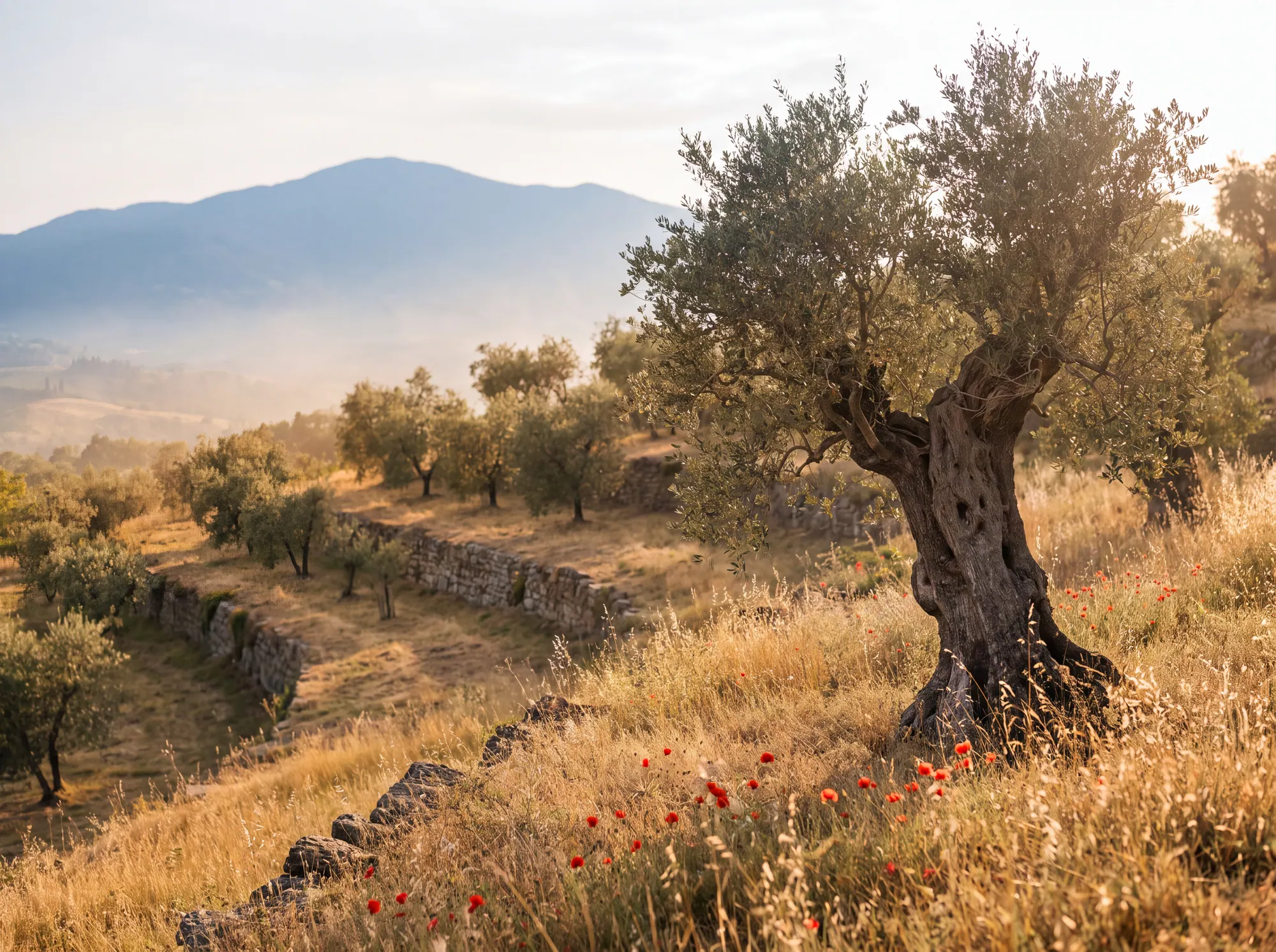 An ancient olive tree on a golden Tuscan hillside, mountains behind