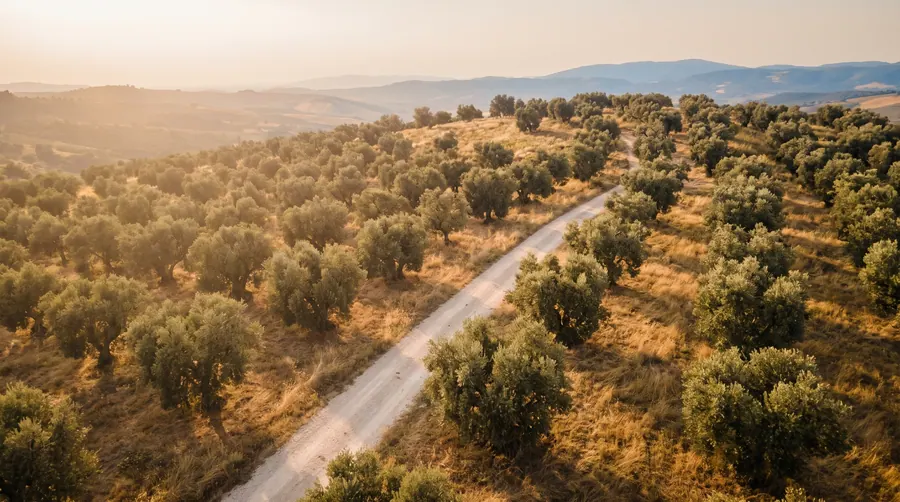 An olive estate from just above the canopies, a track curving away toward distant hills